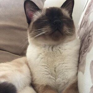 Meet your Posher, Sofii